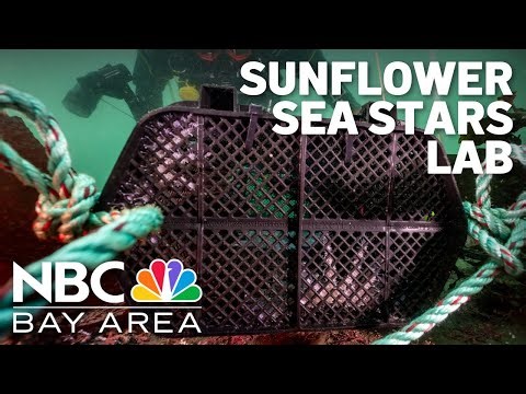 Effort to replenish devastated Sunflower Sea Stars gets sixteen legs up