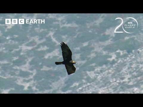 Golden Eagles vs Demoiselle Cranes | 20 Years of Planet Earth | BBC Earth