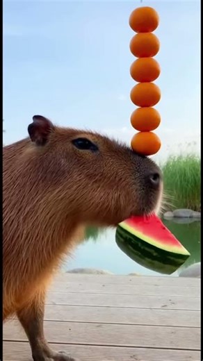 Life advice from a Capybara 🍊🍉