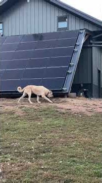Aslan and baby rabbits #narrowayhomestead #offgrid #dog #bunnies #freerange #coexist