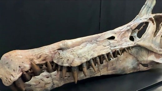 Chicago paleontologist discovers new dinosaur species in Sahara Desert