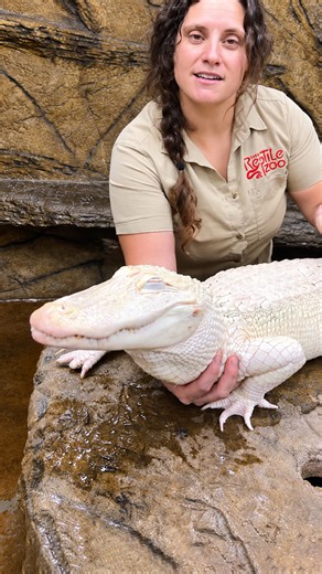 Albino alligator bath time ends abruptly when reptile changes its mood
