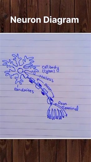 Neuron Diagram with Labelling | Structure of Neuron | Nervous System (Easy) #100kview