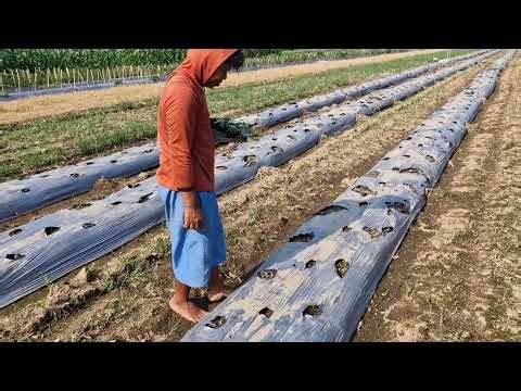 AMAZING FARM SKILL! BRILLIANT CUCUMBER PLANTING IDEA! THE FASTEST! - agricultural