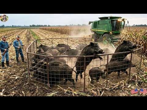 Texas Farmers Block Wild Boars' Escape in Cornfield - Capture a Massive Herd of Wild Boars