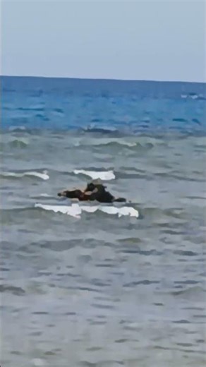 Killer Whales (Orcas) in Action 🐋 | Amazing Ocean Predators Caught on Camera!