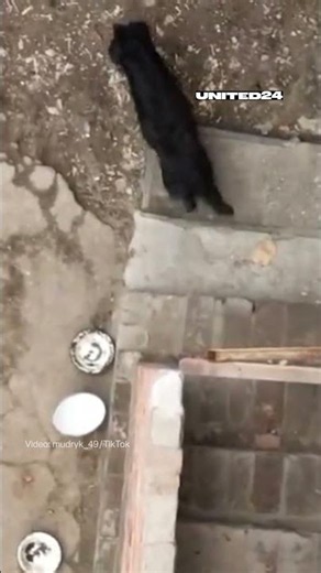 Ukrainian Soldiers Shared Sausages With a Dog on the Frontline #warinukraine