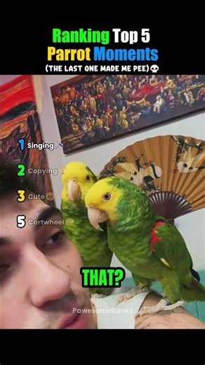 Ranking Top 5 Parrot Moments😂