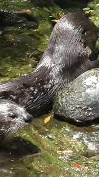 Otter eats a fish and then sits right next to a cooter turtle in The Villages, Florida