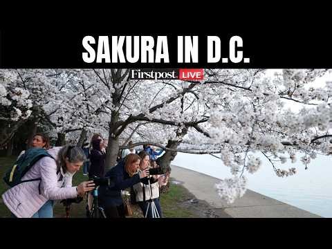 LIVE | Millions Rush to See Washington D.C.’s Iconic Cherry Blossoms Near Peak Bloom | N18G