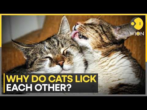 Why Do Cats Lick Each Other? 106 Cats From 53 Across Europe Studied | WION News