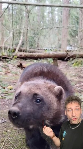 The Wolverine is DIFFERENT