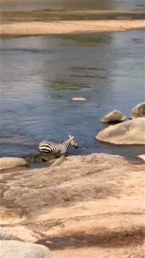crocodile attacks zebra