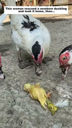 This woman rescued a newborn duckling and took it home, then…