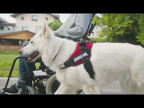 ServiceDogHandlerLabIntro