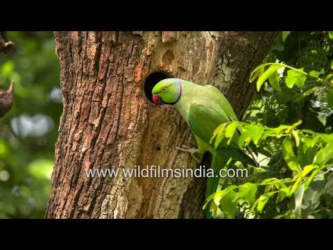 Rose-ringed parakeet peeks into its nest to check on its chicks