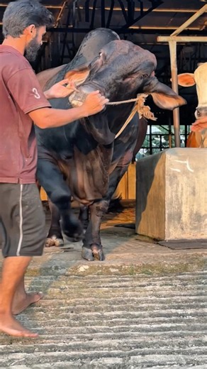 Barn Exit Gone Wild! Powerful Black Brahman Bull Makes a Dash! 💨