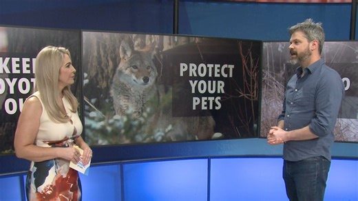 Ways to avoid conflicts with Coyotes