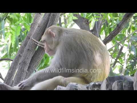 Rhesus Macaque (Monkey) on a Boundary Wall Calm Grooming Scratching and Resting Behavior inNew Delhi