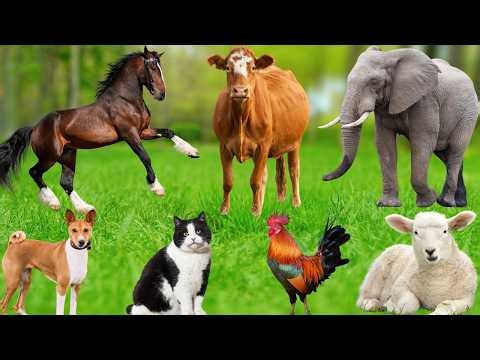 Farm Animal Food: Sheep, Turtle, Fish, Chicken, Duck, Dog, Cow, Cat, Horse - Learning About Animals