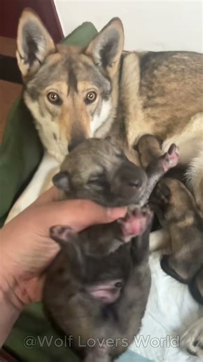 The Cutest Moments of These Adorable Wolf Pups 🐺 #WolfPups #WolfCubs #Wolf #GreyWolf #Shorts