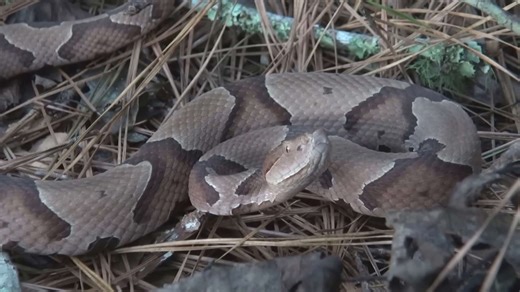 Discovering venomous copperhead snake species in the wild