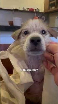 Puppy Abandoned At Food Market Gets Rescued In A Shopping Bag | The Dodo