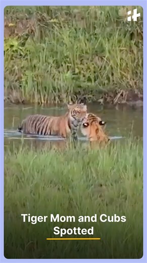 Tiger mom and her subadult cubs were spotted relaxing and playing at waterholes, showcasing adorable bonding and hunting practice in the wild, leaving wildlife enthusiasts mesmerized. #tigercubs #wildlifephotography #naturelovers #tigerspotting #wildlifeindia #animalbehavior #naturevideo #tigerfamily | Indiatimes