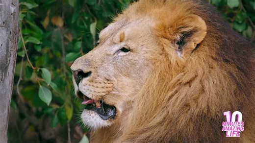 I captured a peaceful African lion