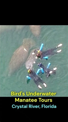 Bird's Underwater Manatee Tours