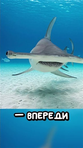 Hammerhead shark
