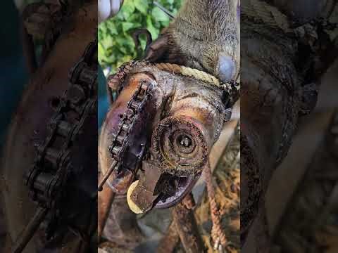 What Was That? The Most Satisfying Cow Hoof Cleaning Ever! 🐄✨