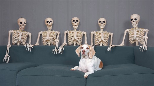 Dog unimpressed by skeletons