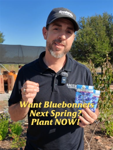How to Plant Texas Bluebonnets for a Spring Bloom 🌱
