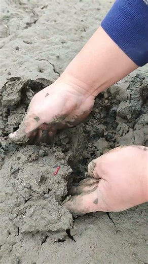 Giant Pearl Scallops vs. Freshwater Snails: Which Makes More Pearls?