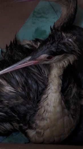 An oil spill caused by Russian strikes on a Ukrainian port in the Black Sea has left dozens of birds coated in vegetable oil along Odesa's beaches. | DW News