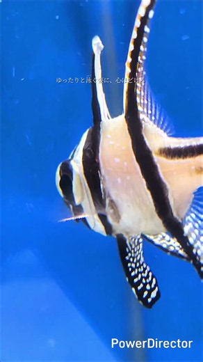 水景コレクション|プテラポゴン・カウデルニー #プテラポゴンカウデルニー #海水魚 #熱帯魚 #海水水槽 #アクアリウム #水景コレクション #観賞魚 #水中世界 #Shorts