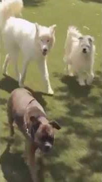 This “Aggressive” Dog Wasn’t Aggressive 😳