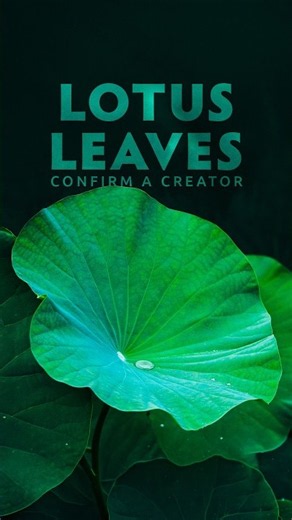 Lotus Leaves Confirm a Creator