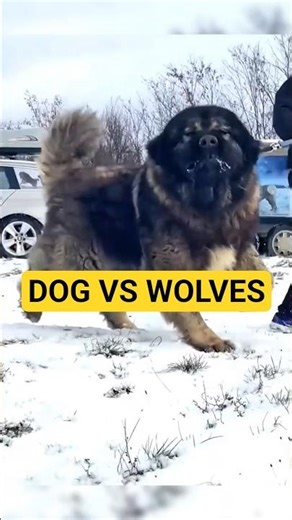 This Dog Can Fight Wolves and Bears Caucasian Shepherd Dog Facts