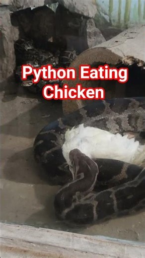 Python Eating Chicken #factshorts #zoo #animals #animalfacts #python #nature #wildlife #lucknowzoo