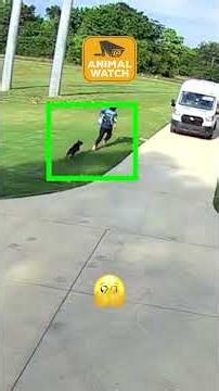 Are you nosy? Then watch these pets destroy stuff!