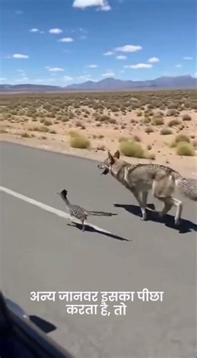 Roadrunner: The Speed, Brain, and Power of the Ground King