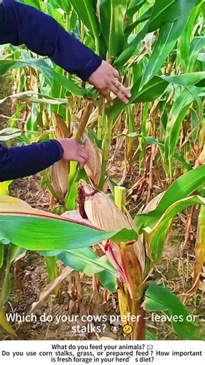Feeding the Herd – Corn Harvest for Livestock 🌽🐄