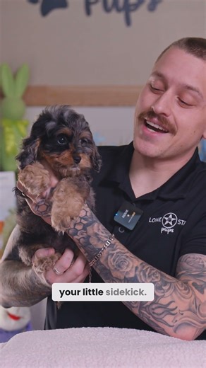 What to Know Before Bringing Home a Cockapoo | Cockapoo Puppies for Sale in Texas