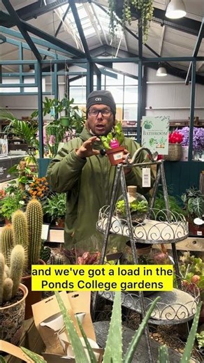 These Plants Eat Insects… 😳🌿