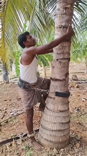 Coconut Tree Climbing & Harvesting | Skilled Traditional Harvesting Method