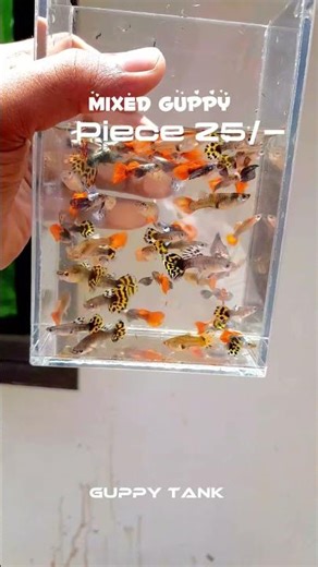 mixed guppy❤️#guppies #guppy #sale