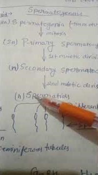 #bio #quick revision #biology #class12th #spermatogenesis