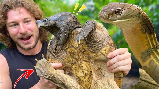 New Alligator Snapping Turtle